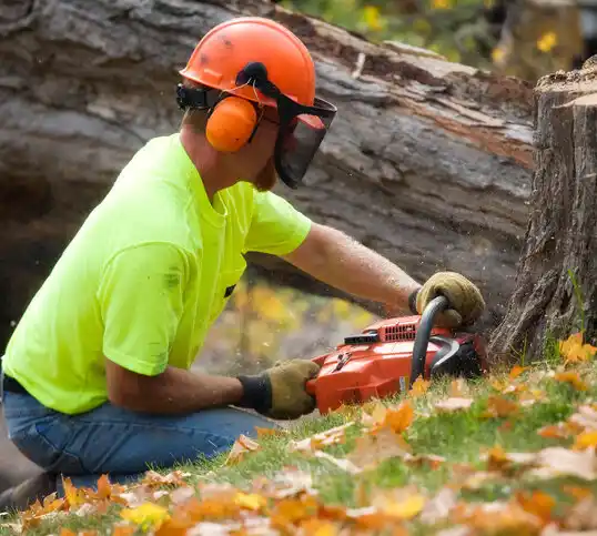 tree services North Plainfield